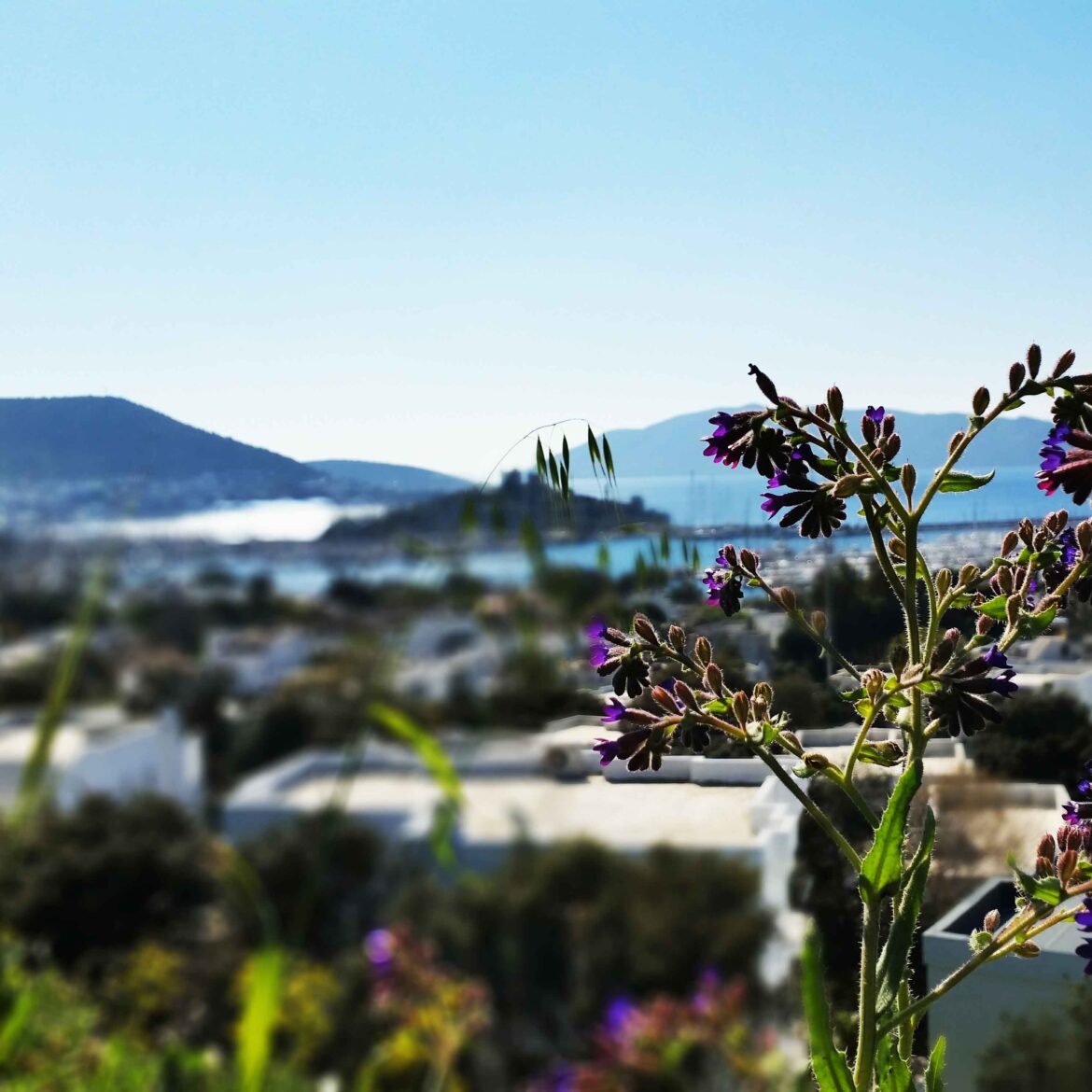 1080-1080-bodrum-cicek-2